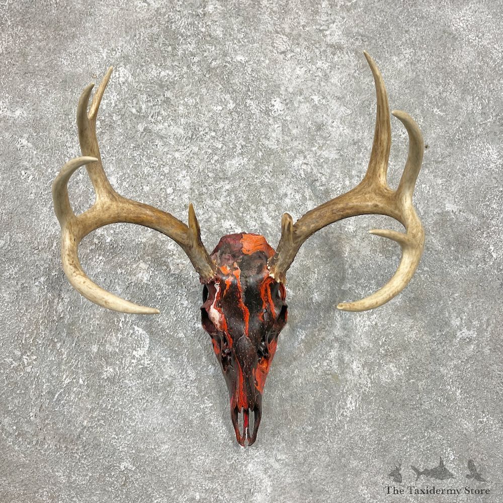 Whitetail Deer Dipped Skull Mount For Sale #26239 @ The Taxidermy Store