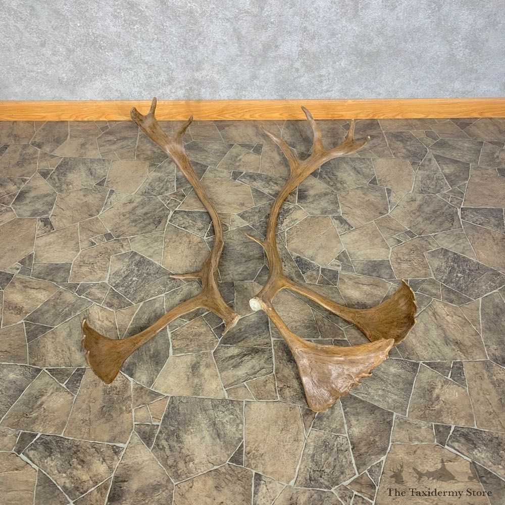 Matched Set Caribou Antlers For Sale #23008 @ The Taxidermy Store