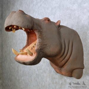 Hippopotamus Replica Shoulder Mount For Sale #14463 @ The Taxidermy Store