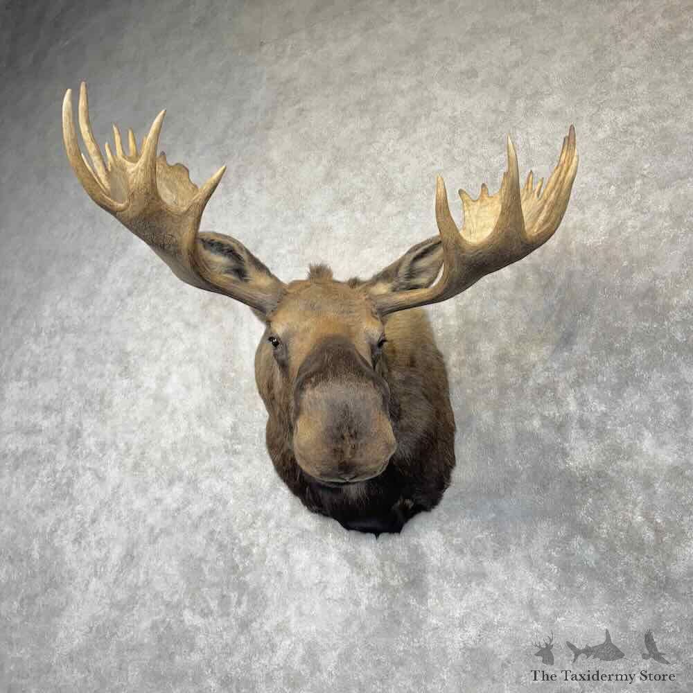 Canadian Moose Shoulder Mount For Sale #30366 @ The Taxidermy Store