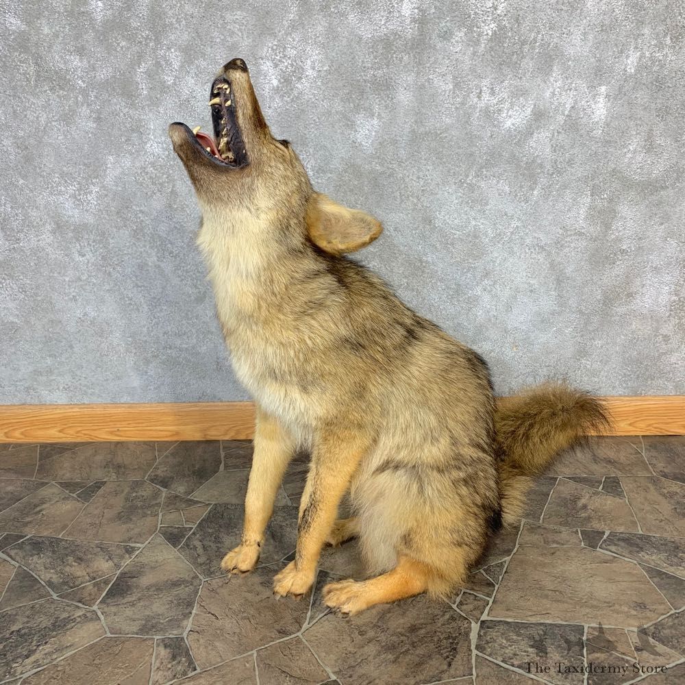 Coyote Life-Size Mount For Sale #23222 @ The Taxidermy Store
