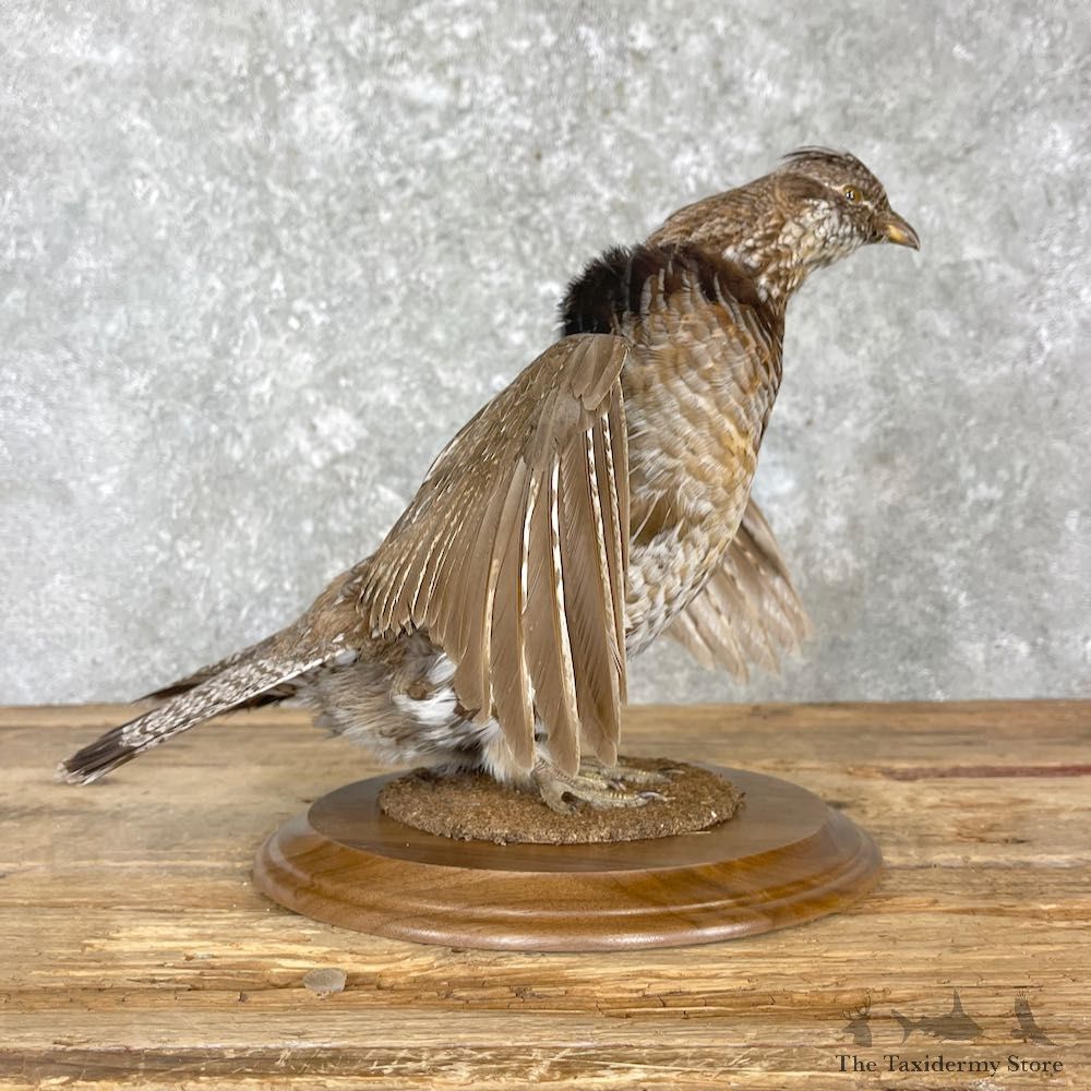 Ruffed Grouse Bird Mount For Sale #27193 - The Taxidermy Store