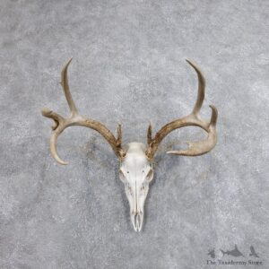 Whitetail Deer Skull European Mount For Sale #18699 @ The Taxidermy Store