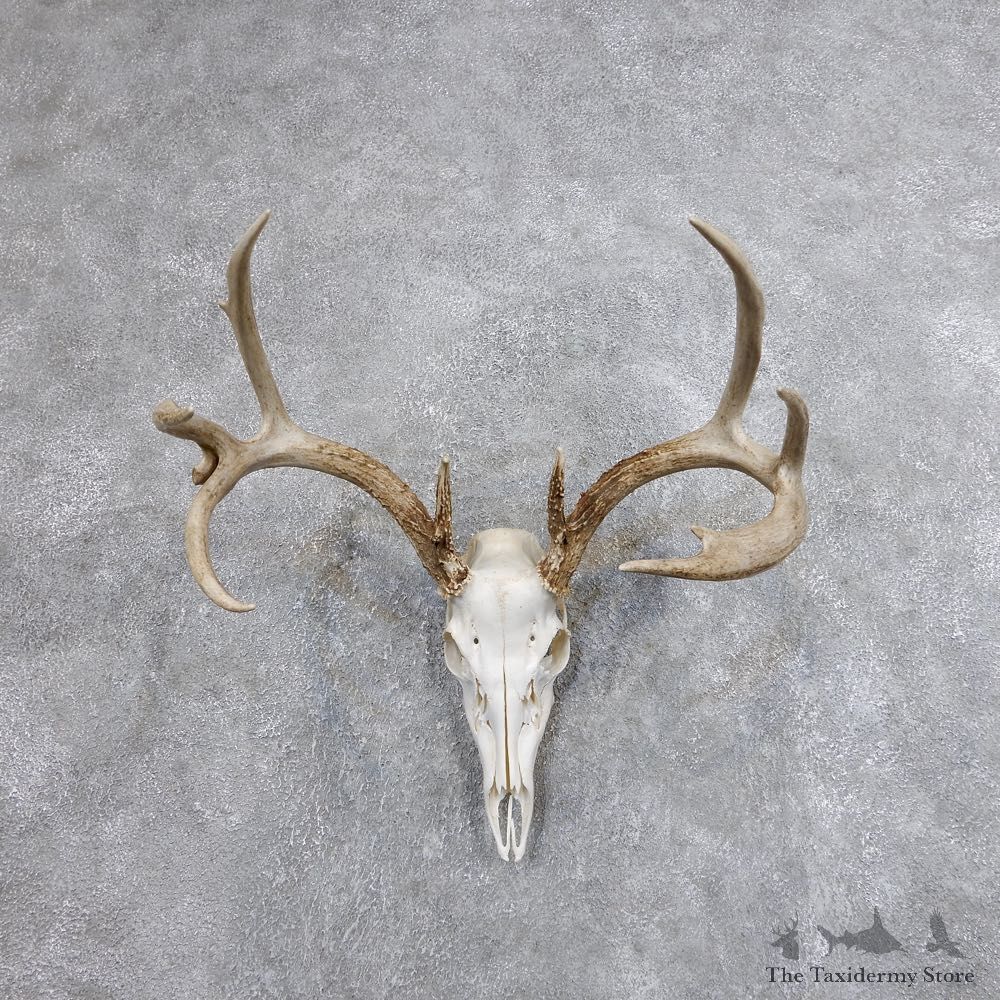 Whitetail Deer Skull European Mount For Sale #18699 @ The Taxidermy Store