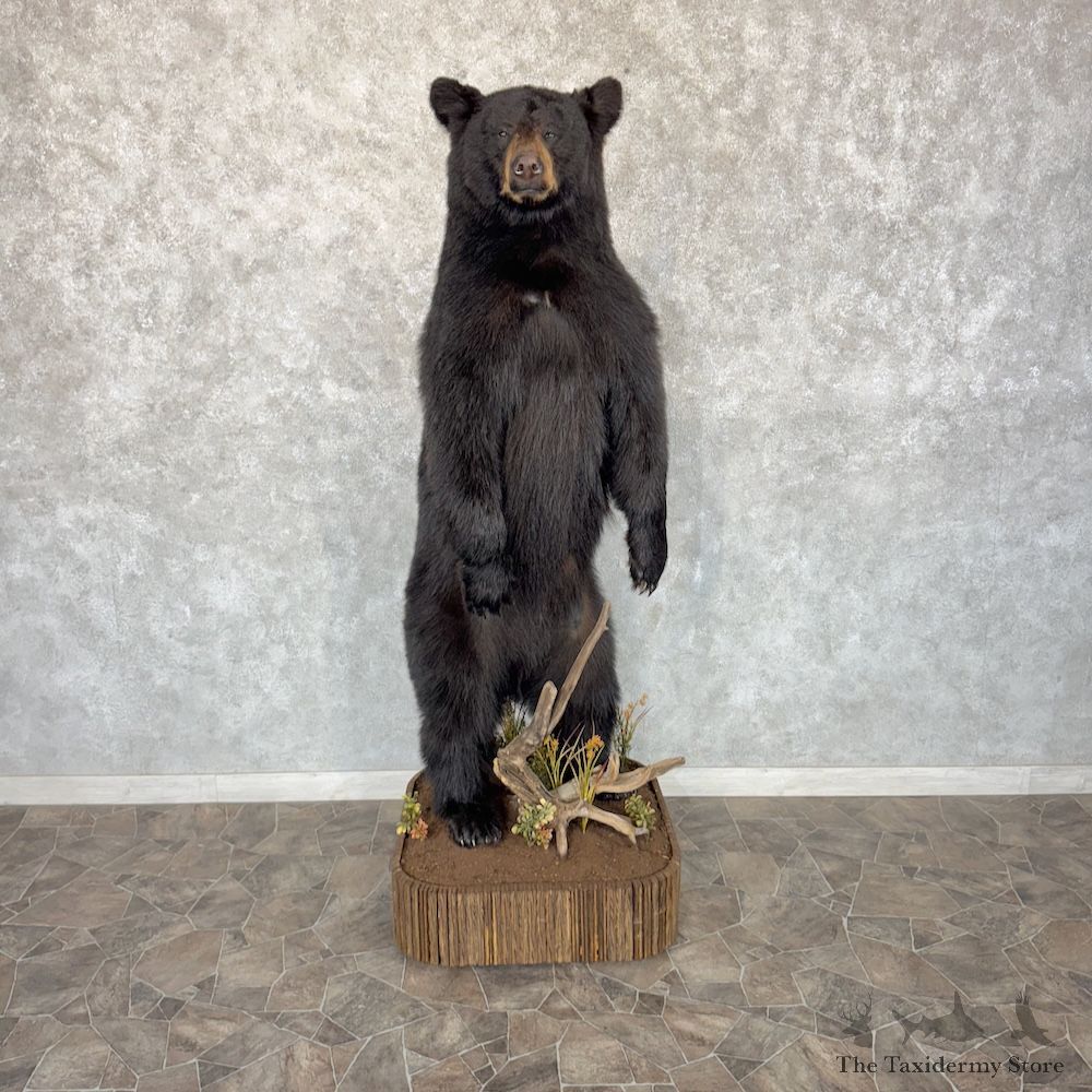 Black Bear Life-Size Mount For Sale #30150 @ The Taxidermy Store