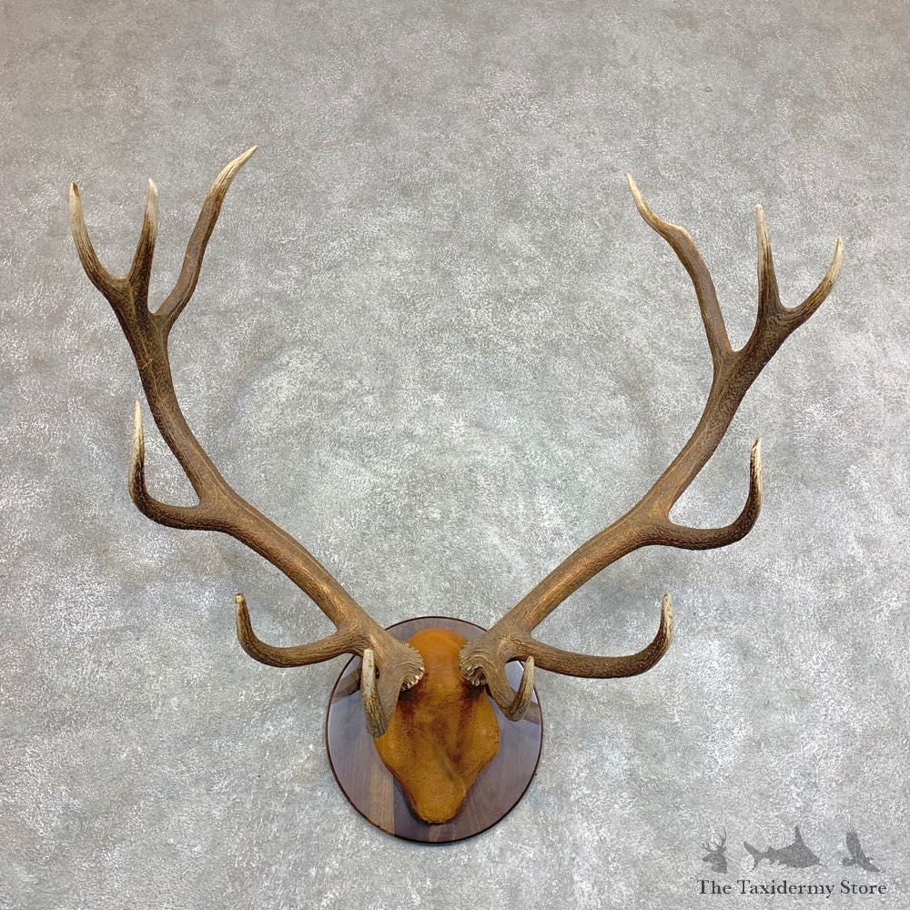 Red Deer Plaque Taxidermy Mount For Sale #21943 @ The Taxidermy Store