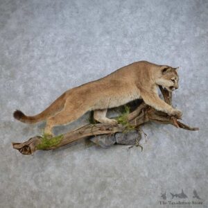 Mountain Lion Life-Size Mount For Sale #14932 @ The Taxidermy Store