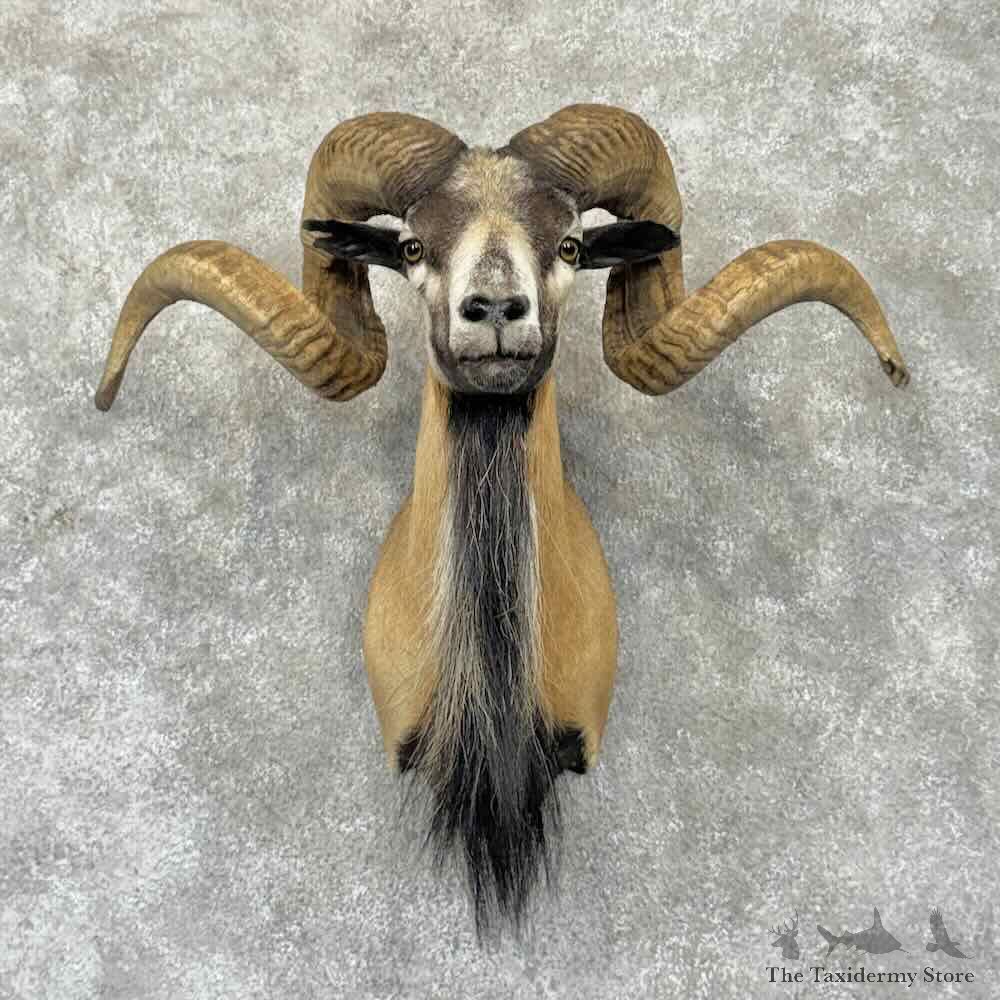Corsican Ram Shoulder Mount For Sale #32355 @ The Taxidermy Store