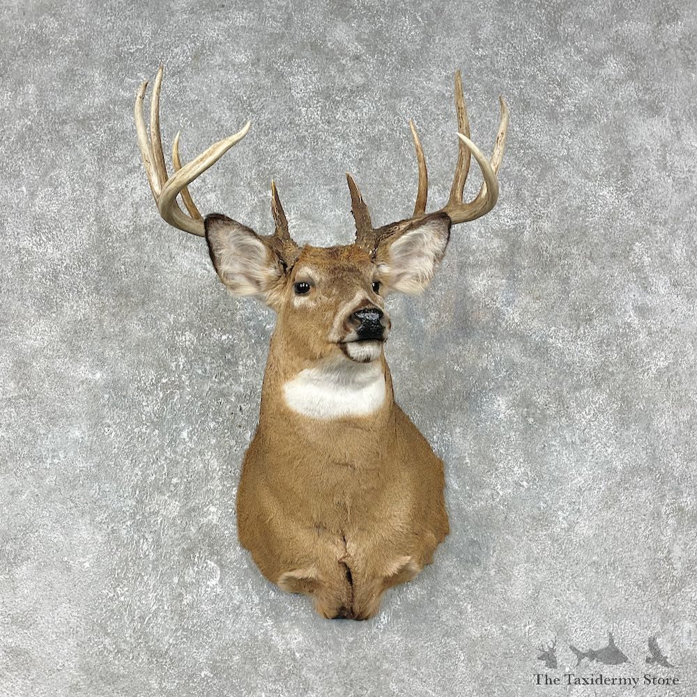 Whitetail Deer Shoulder Mount #25397 For Sale - The Taxidermy Store