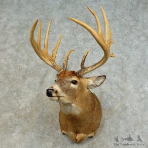 Whitetail Deer Shoulder Mount For Sale #16381 @ The Taxidermy Store