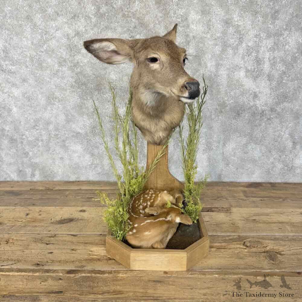 Whitetail Deer Mother Fawn Display For Sale #31838 @ The Taxidermy Store