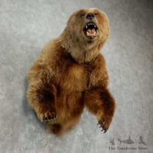 Grizzly Bear 1/2-Life-Size Mount For Sale #17510 @ The Taxidermy Store