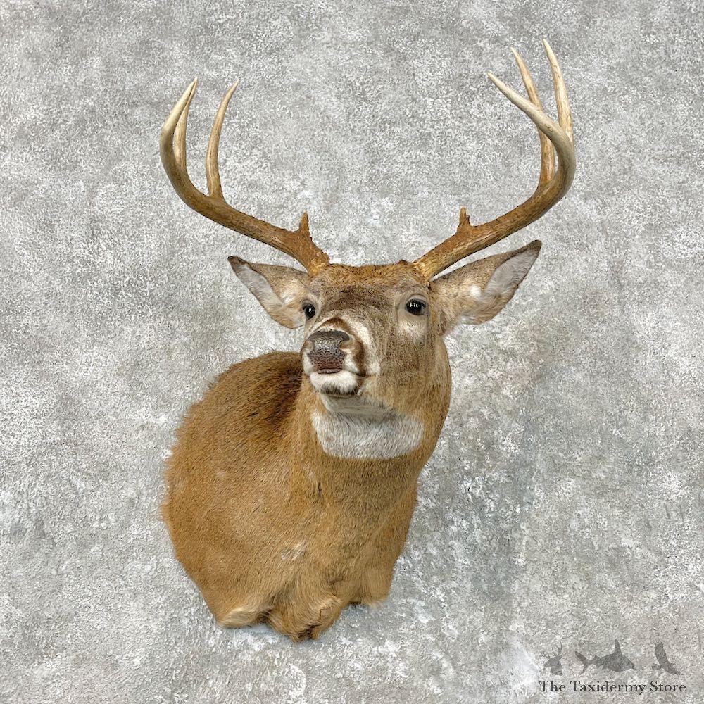 Whitetail Deer Shoulder Mount For Sale #26817 @ The Taxidermy Store