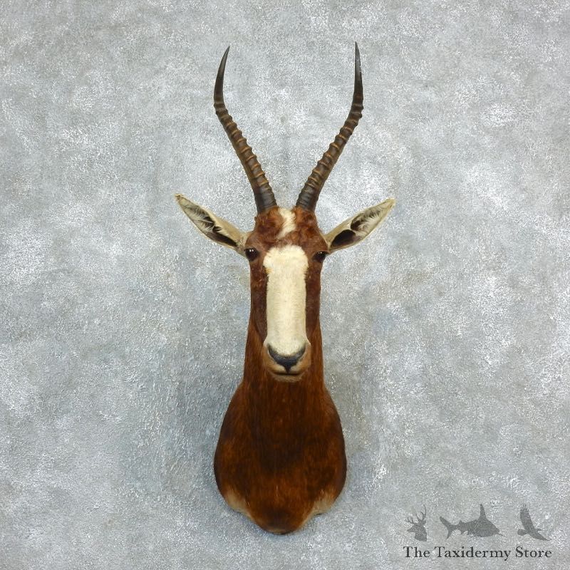 African Blesbok Shoulder Mount For Sale #18286 @ The Taxidermy Store