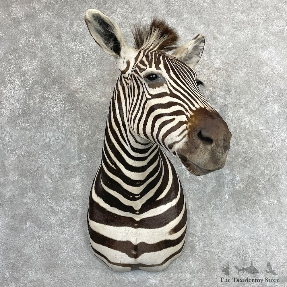 African Burchell's Zebra Shoulder Mount For Sale #27409 @ The Taxidermy Store
