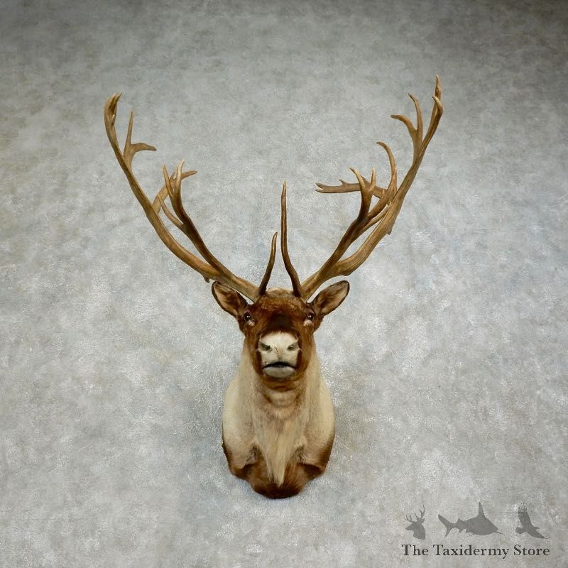 Caribou Shoulder Mount For Sale #17891 @ The Taxidermy Store