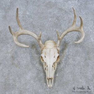 Whitetail Deer Skull European Mount For Sale #14681 @ The Taxidermy Store