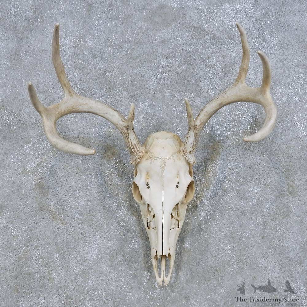 Whitetail Deer Skull European Mount For Sale #14681 @ The Taxidermy Store