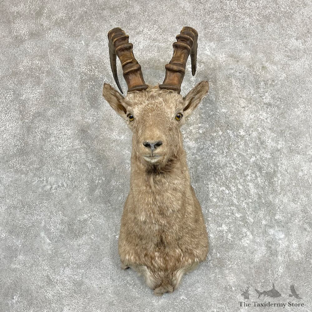 Siberian Ibex Shoulder Mount For Sale #27413 @ The Taxidermy Store