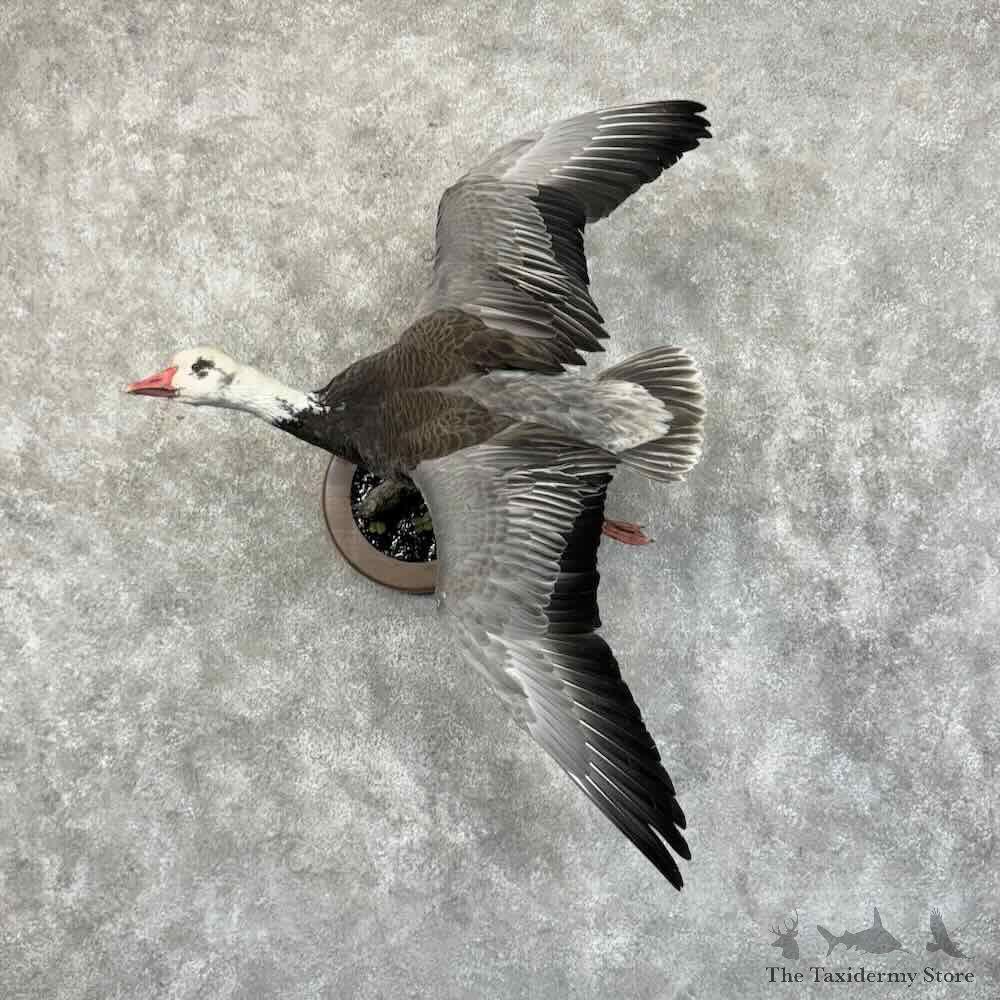 Blue Goose Bird Mount For Sale #31177 @ The Taxidermy Store