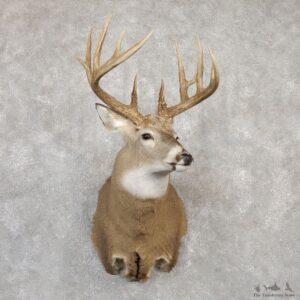 Whitetail Deer Shoulder Mount For Sale #19998 @ The Taxidermy Store