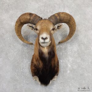 Mouflon Ram Shoulder Mount For Sale #19653 @ The Taxidermy Store