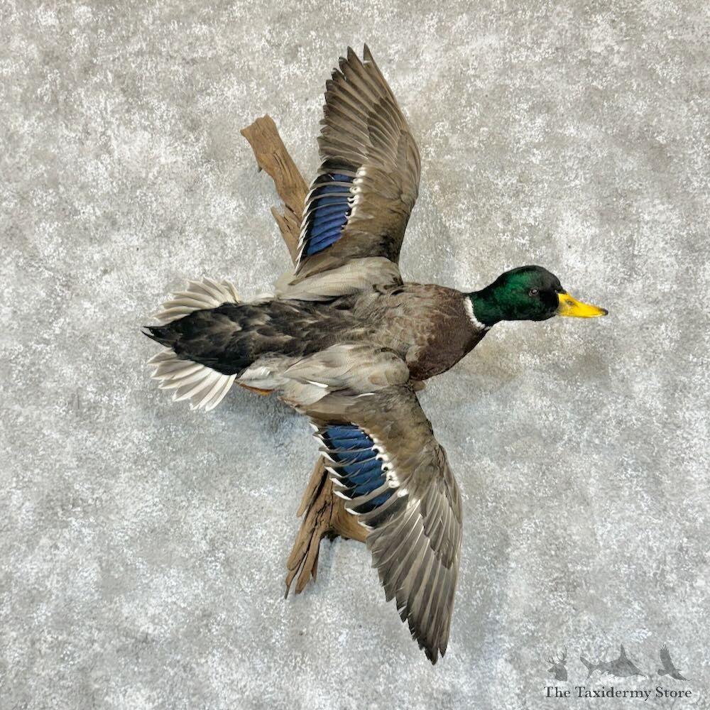 Mallard Duck Drake Mount For Sale #29137 @ The Taxidermy Store