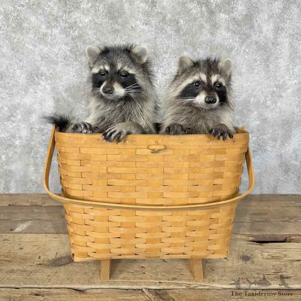 Basket Raccoons Novelty Mount For Sale #30527 @ The Taxidermy Store