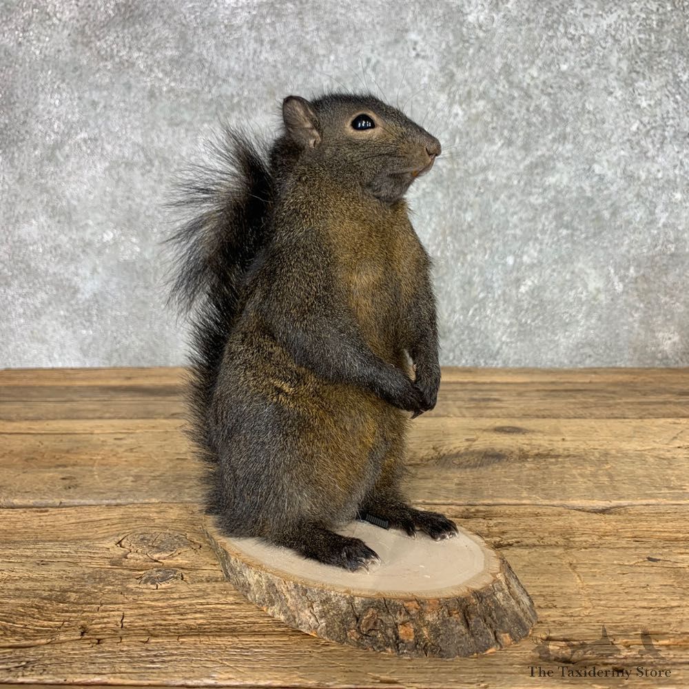 Black Squirrel Life-Size Mount For Sale #23452 @ The Taxidermy Store