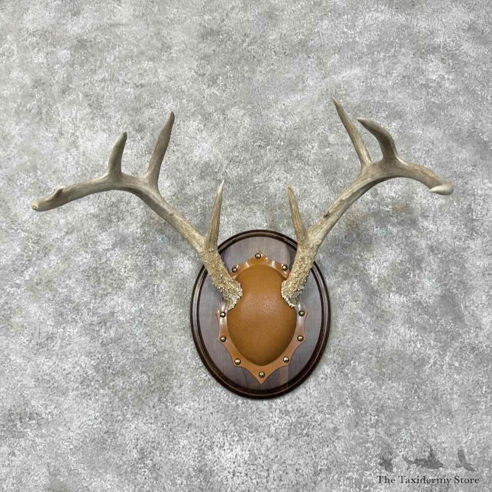 Whitetail Deer Antler Plaque Mount For Sale #30475 @ The Taxidermy Store