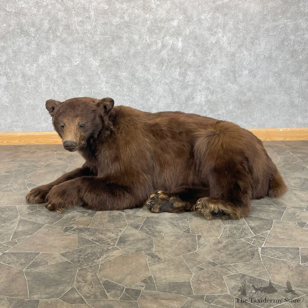 Cinnamon Black Bear Life-Size Mount For Sale #28098 @ The Taxidermy Store