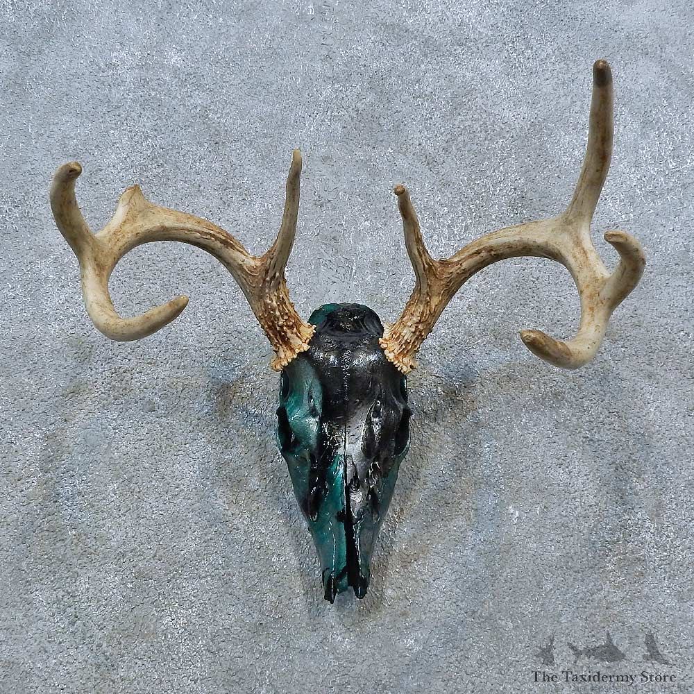 Whitetail Deer Skull Antler European Mount For Sale #15382 @ The Taxidermy Store