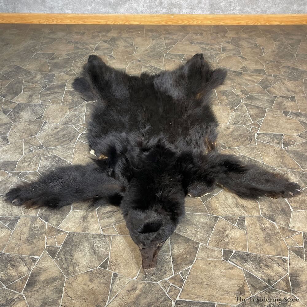 Black Bear Full Size Hide For Sale #27875 @ The Taxidermy Store
