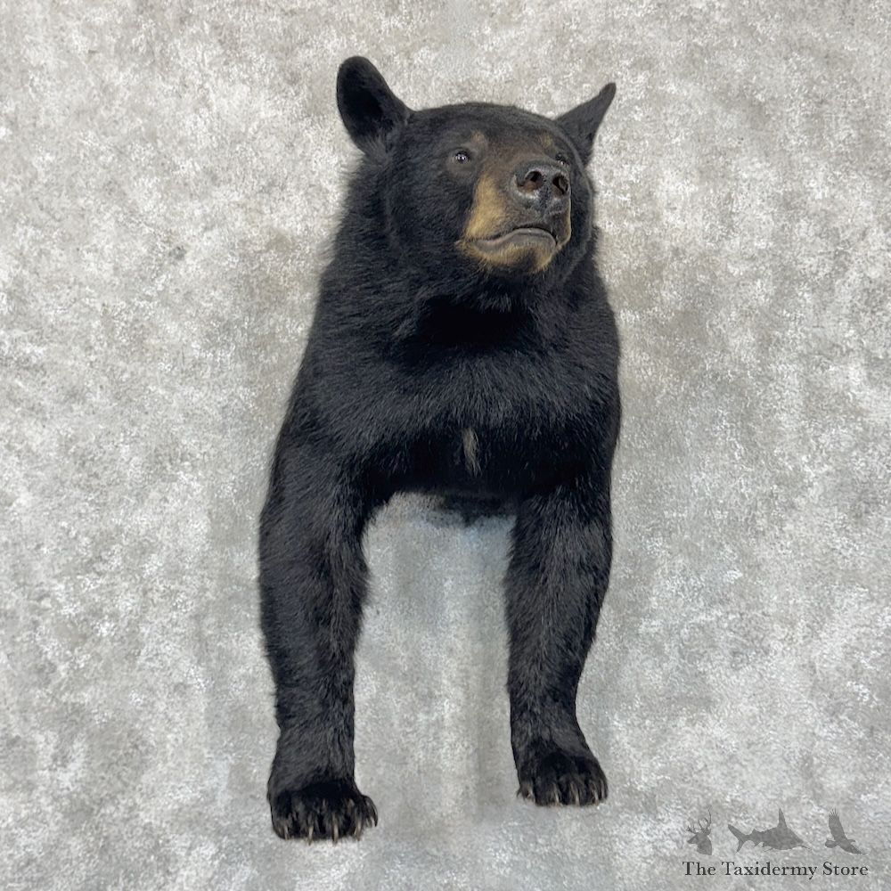 Black Bear 1/2 Life-Size Mount For Sale #30295 @ The Taxidermy Store
