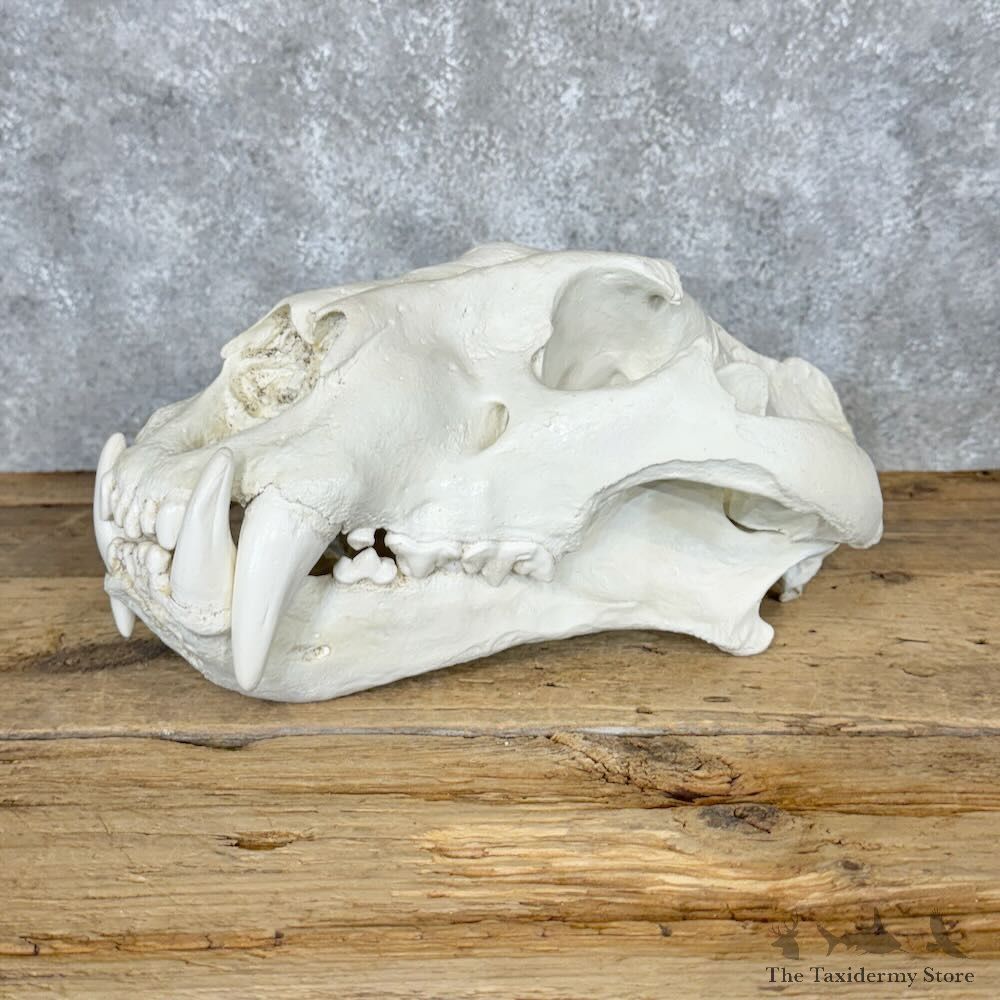 Reproduction Amur (Siberian) Tiger Full Skull For Sale #29123 @ The Taxidermy Store