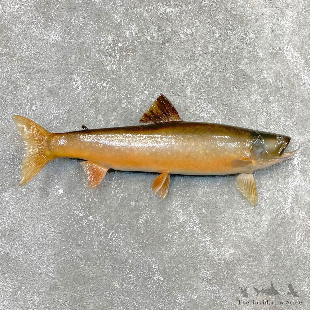 Splake Taxidermy Fish Mount #24396 For Sale @ The Taxidermy Store