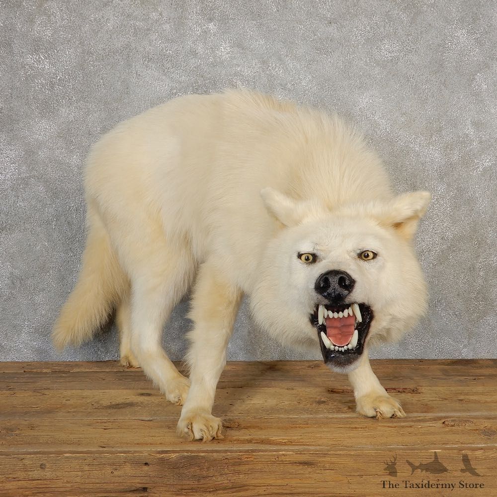 White Alaskan Wolf Taxidermy Mount For Sale #21115 @ The Taxidermy Store