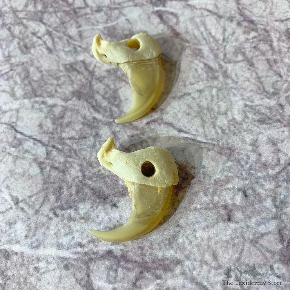 Mountain Lion Cougar Taxidermy Authentic Claws #21919 For Sale @ The Taxidermy Store