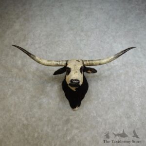 Texas Longhorn Shoulder Mount For Sale #17234 @ The Taxidermy Store