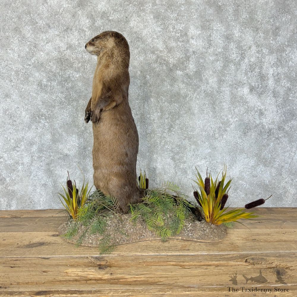 River Otter Life-Size Mount For Sale #29261 @ The Taxidermy Store
