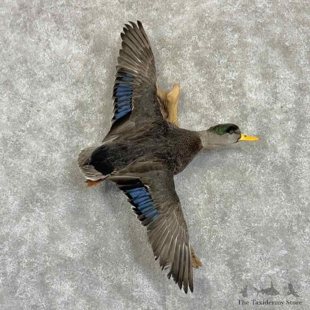 Black Duck Drake Bird Mount For Sale #31056 @ The Taxidermy Store