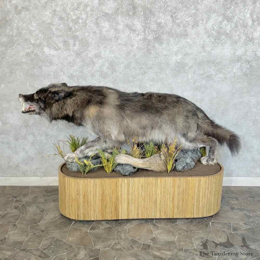 Alaskan Grey Wolf Life-Size Mount For Sale #31454 @ The Taxidermy Store
