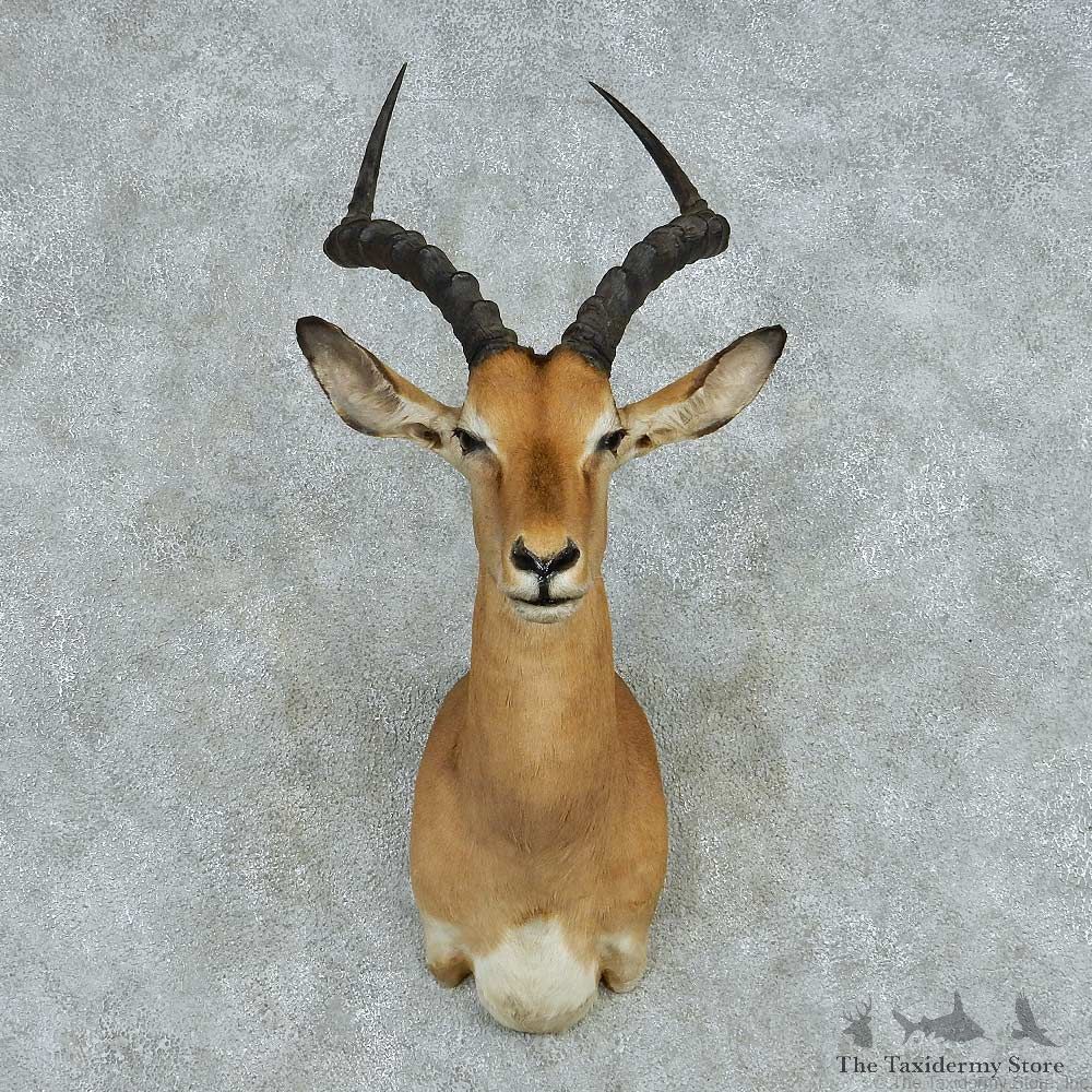 African Impala Shoulder Mount #13469 For Sale @ The Taxidermy Store