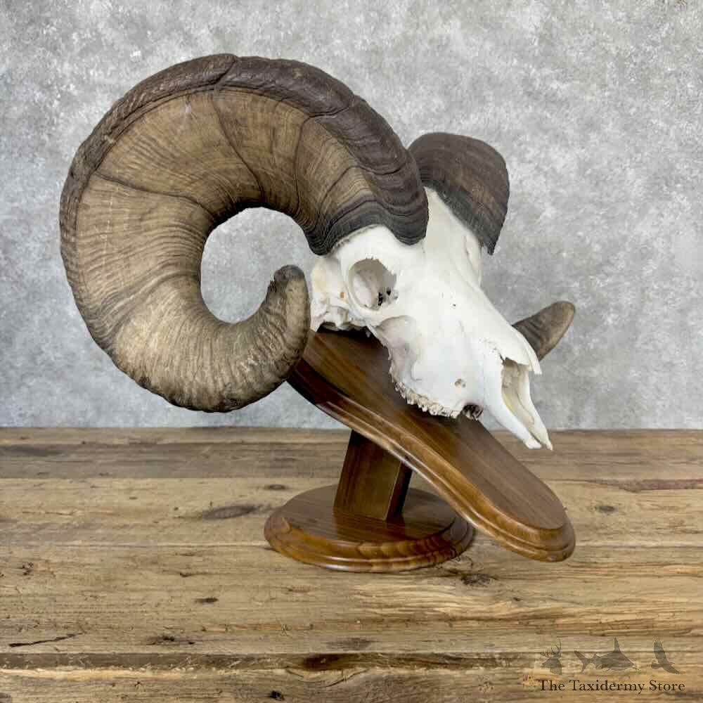 Bighorn Sheep Skull Display For Sale #32236 @ The Taxidermy Store