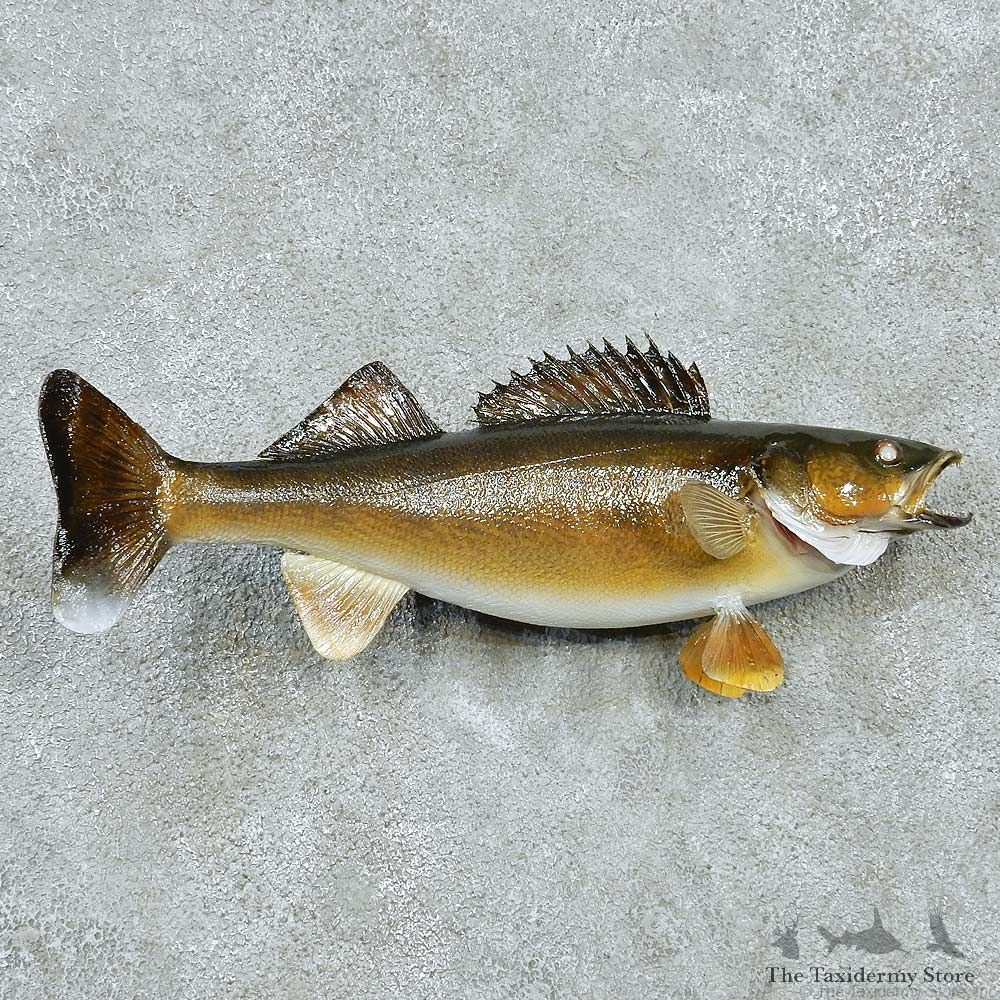 Walleye Life-Size Mount #13512 For Sale @ The Taxidermy Store