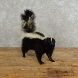 Life-Size Skunk Taxidermy Mount #17189 For Sale @ The Taxidermy Store