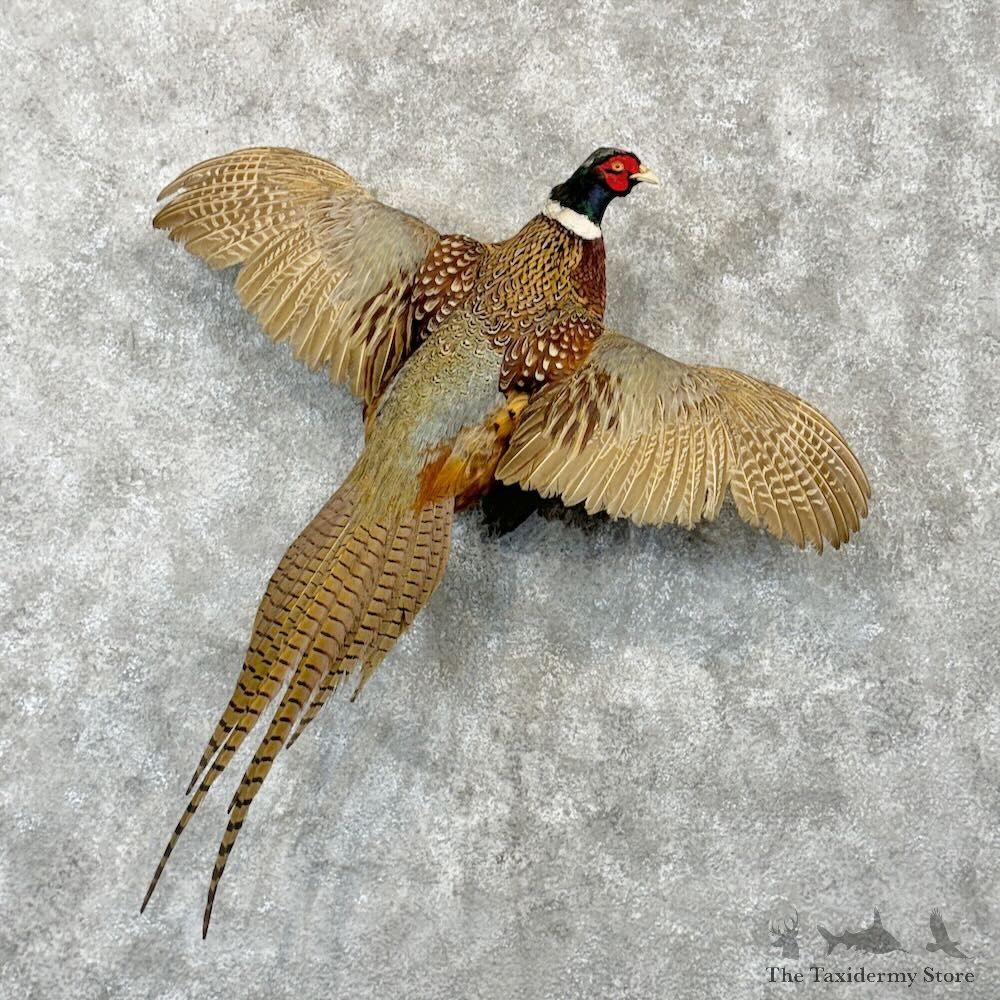Ringneck Pheasant Bird Mount For Sale #29000 @ The Taxidermy Store