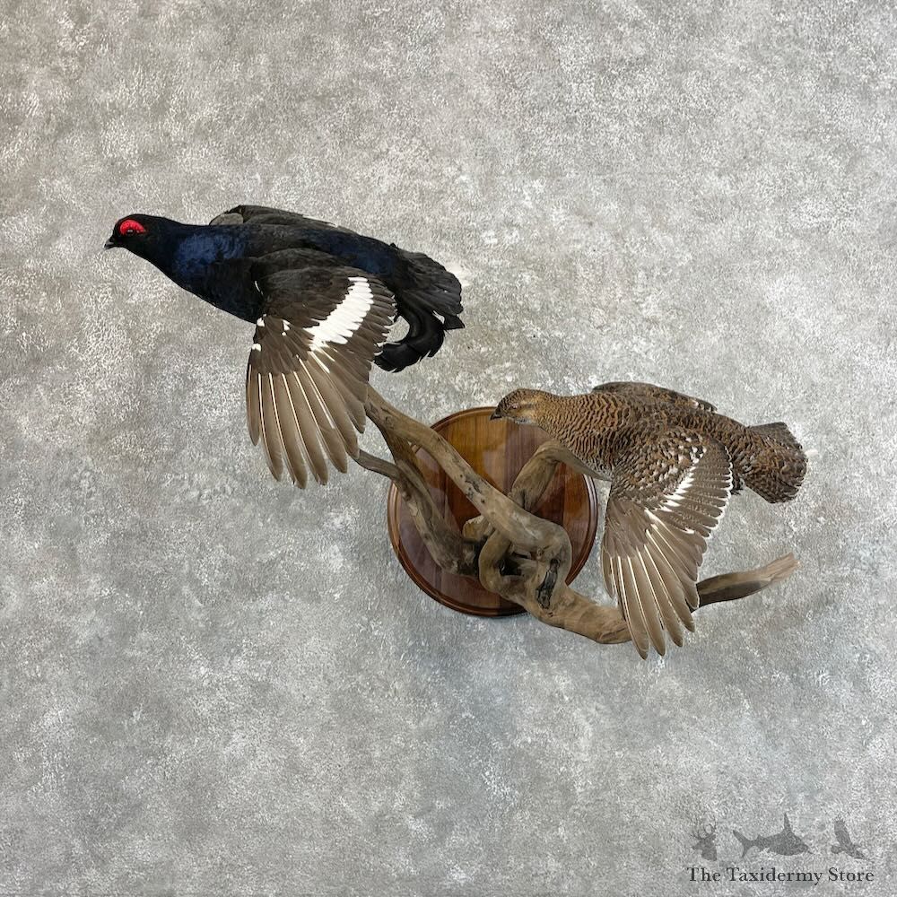 Black Grouse Pair Mount For Sale #27783 @ The Taxidermy Store
