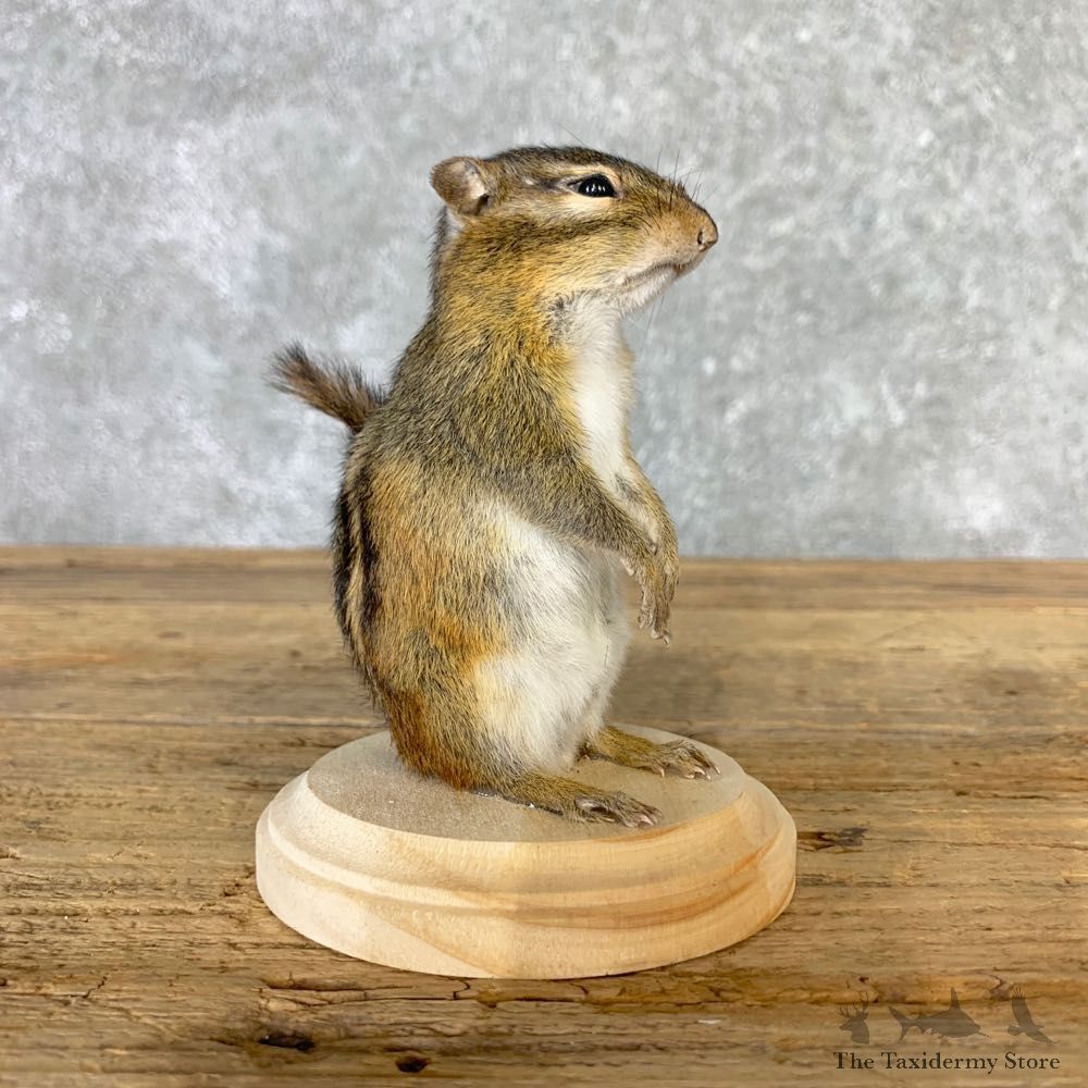 Chipmunk Life-Size Mount For Sale #23237 @ The Taxidermy Store