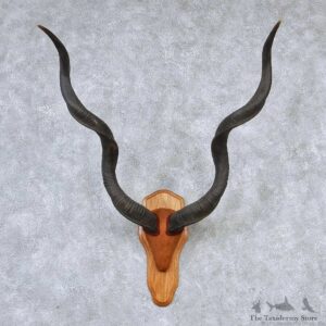 Greater Kudu Horns Taxidermy Mount #13193 For Sale @ The Taxidermy Store